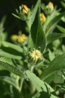 Lovely Yellow Budding Black Eyed Susan in a Garden photo