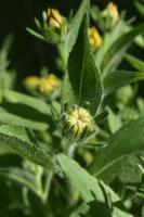 Lovely Image of a Budding Black Eyed Susan photo