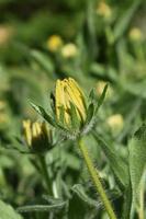 Beautiful Image of a Budding Black Eyed Susan photo