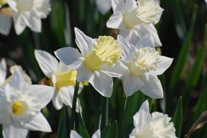 White Daffadowndlily Flower Blossoms in Bloom photo