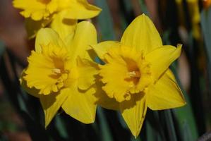 Perfect Yellow Dafffodils Blooming in Early Spring photo