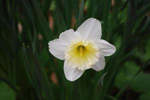 Gorgeous Perfect White Daffodil Flower photo