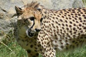 increíble captura de un gato guepardo salvaje jadeante foto