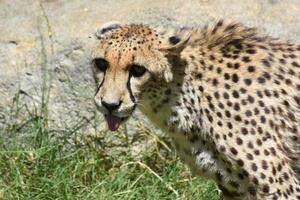 Panting Hot Cheetah on a Warm Sunny Summer Day photo