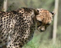 mirando a la cara de un hermoso gato guepardo foto