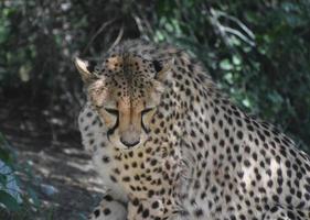 Black Spotted Coat on a Large Cheetah Cat in the Wild photo