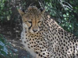 Beautiful Large Cheetah Cat on a Summer Day photo
