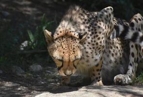 guepardo en una roca haciendo una pausa en cuclillas en un día cálido foto