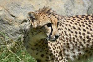 Ruffled Fur on the Back of the Neck of a Cheetah photo