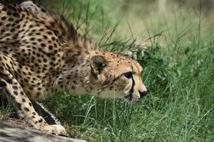 Sleeking Crouching Cheetah Cat Prowling in Grass photo