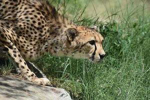 magnífico perfil de un hermoso gato guepardo agazapado foto