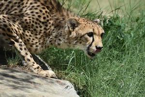 Beautiful Crouching Cheetah Cat with Dark Spots on his Coat photo