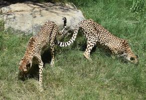 Pair Large Big Cats in Thick Long Green Grass photo