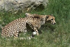 hermoso y elegante guepardo manchado en una exuberante hierba verde foto