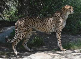 hermoso perfil elegante de un gato guepardo foto