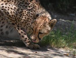 Beautiful Cheetah Licking the Tip of His Nose photo