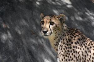 guepardo con hermosos ojos mirando a lo lejos foto