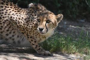 Cheetah Poised to Strike Patiently Waiting in a Crouch photo