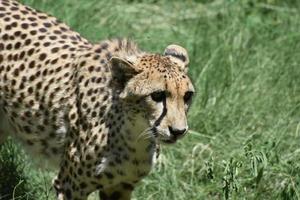 Looking Directly Into the Face of a Cheetah photo