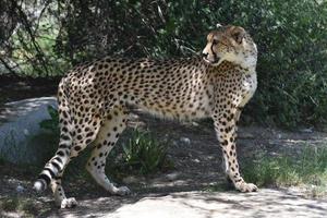 Beautiful Cheetah Licking The Tip of his Nose photo