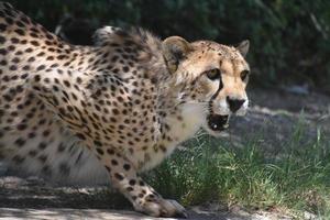 Growling and Snarling Cheetah in a Tight Crouch photo