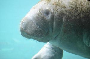 Up Close with a Manatee photo