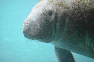 Underwater Manatee Swimming Around photo