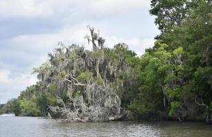 árbol caído en el río bayou en luisiana foto