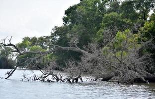 Fallen Dead Tree in the River in Louisiana photo