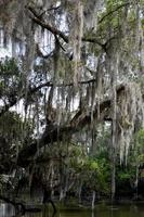 Old Tree Draped in Spanish Moss in Louisiana photo