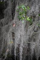 planta con musgo español también conocido como colgante aerófito foto