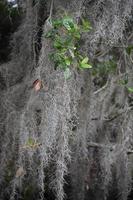 musgo negro largo colgando de un árbol en louisiana foto