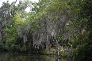 río oscuro y lúgubre bayou de louisiana foto