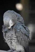 Congo African Parrot with Feathers Fluffed Up photo