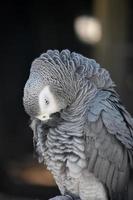 loro gris africano con sus plumas erizadas foto