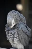 plumas erizadas en un loro gris africano foto