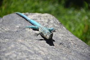 Blue Spotted Lizard Poised on a Rock photo