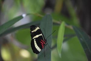 Pretty Wings on a Black White and Red Butterfly photo