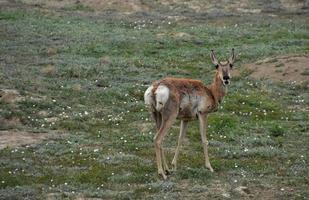 Wild Pronghorn Grazing on the Great Plains photo