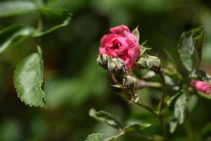 pequeños brotes verdes en un rosal rojo foto