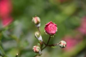 bonito rosal rojo en ciernes con capullos diminutos foto