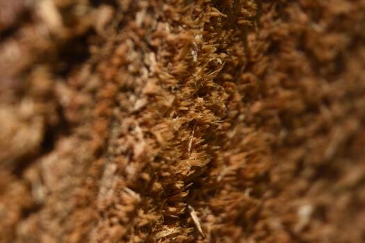 Weathered Wood Grain From the End of a Log photo