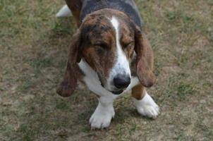 basset hound dog con los ojos cerrados foto