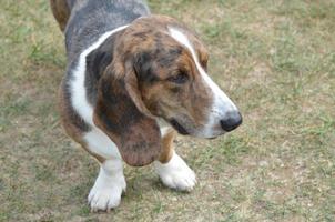 muy lindo perro basset hound foto