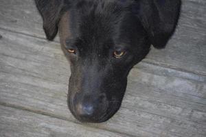 dulce perro labrador negro con la barbilla apoyada en una cubierta foto