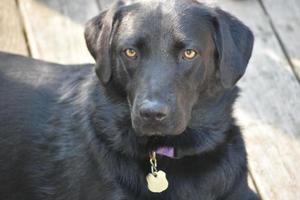 Looking in the Beautiful Face of a Black Lab Dog photo