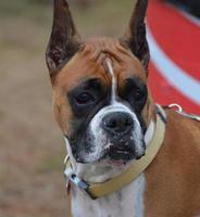 hermosa cara de un perro boxer foto