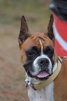 cara de perro boxer alerta foto