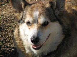 Up Close With a Corgi photo