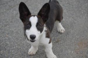 dulce corgi galés marrón y blanco foto